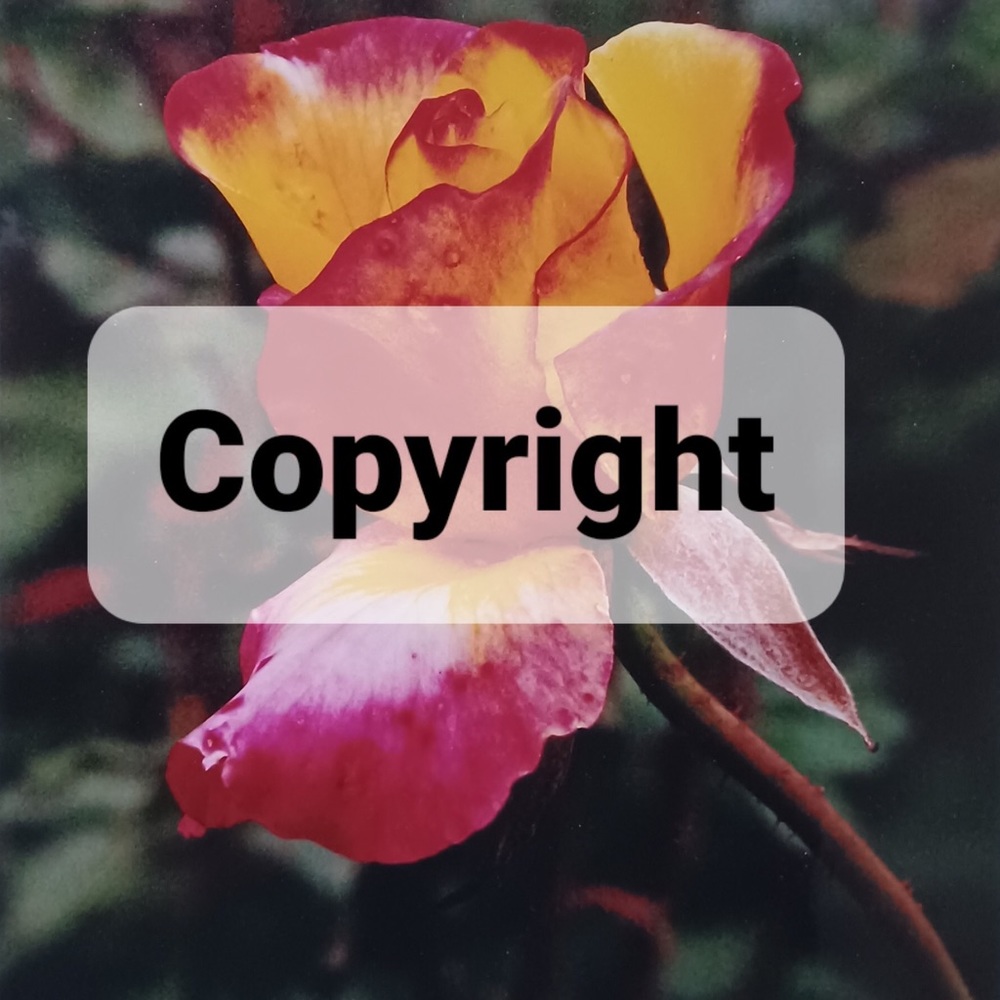 Flora 8 Rose Photo Sale